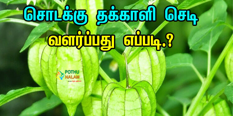 How To Grow Sodakku Thakkali Plant