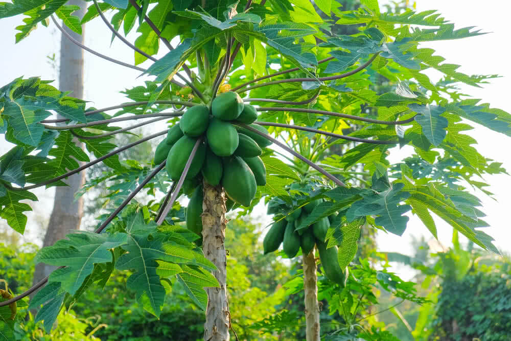 Organic Fertilizer for Papaya Tree in Tamil