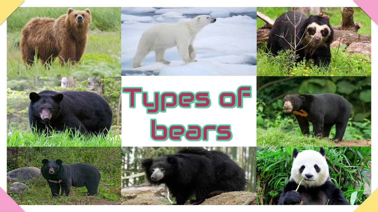 information about bear in tamil 