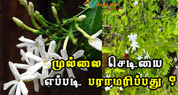 mullai growing care tips in tamil