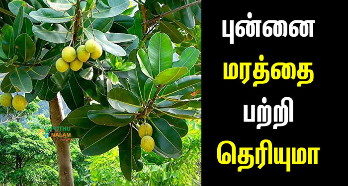 punnai tree in tamil