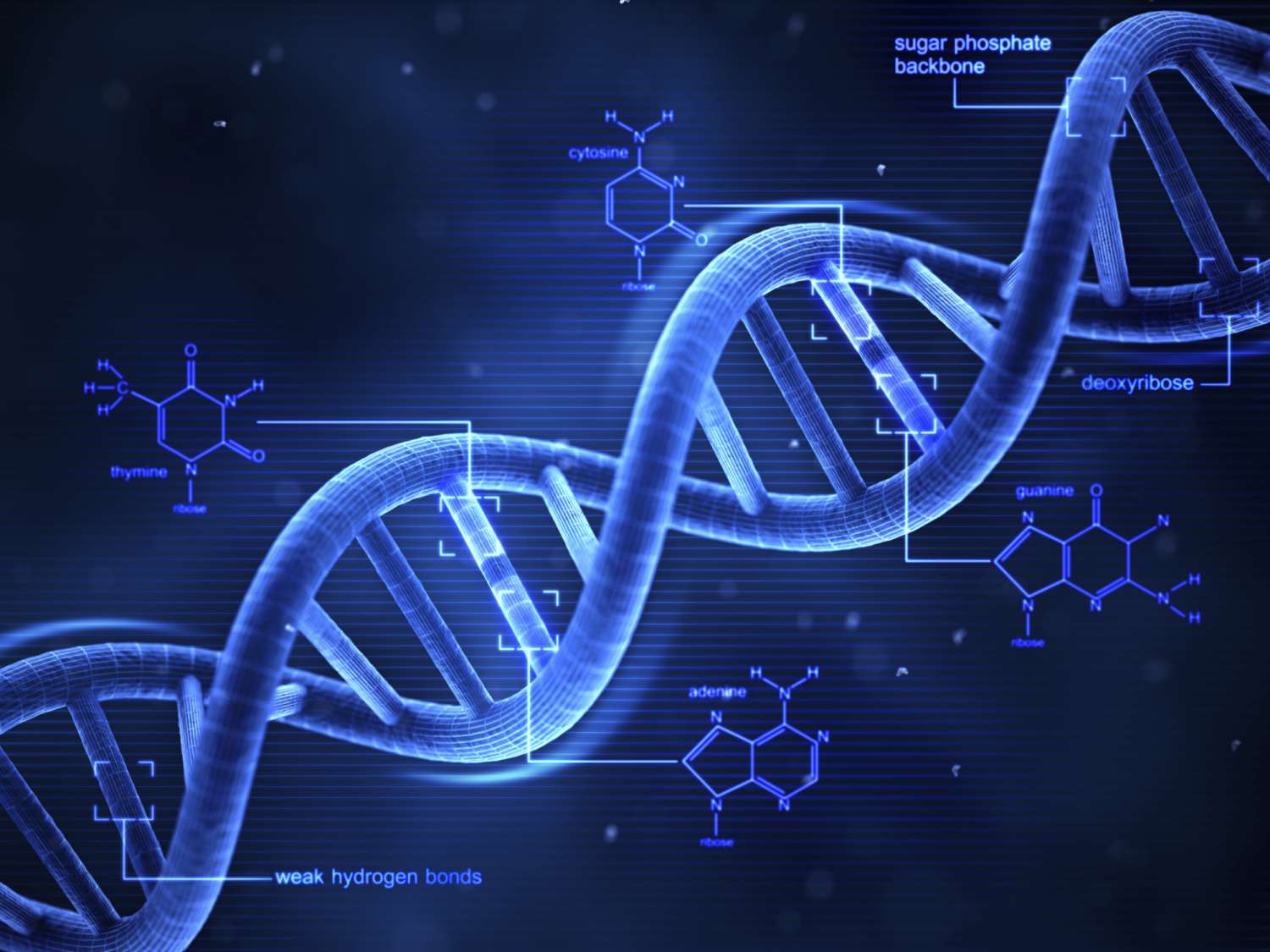 மனிதனுடைய DNA -வுடன் ஒத்துப்போகும் பழம் எது