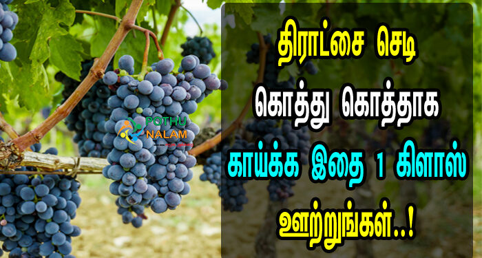 Home Remedies for Grape Plant Growth in Tamil