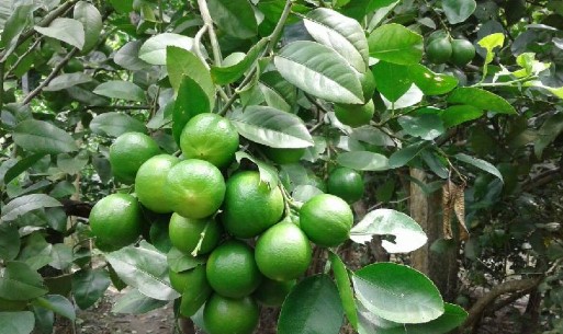 Homemade Fertilizer for Lemon Tree in Tamil