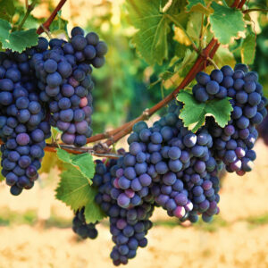 Natural fertilizer for grape plants in tamil