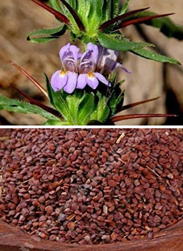 Neermulli Seeds Benefits in Tamil