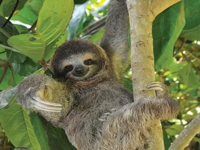Sloth Animal Details in Tamil