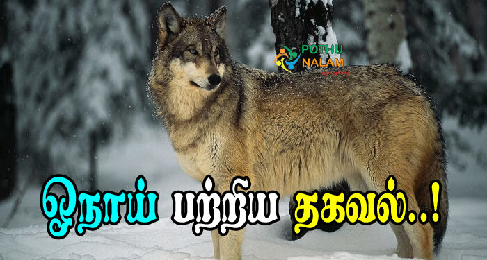 Wolf Information in Tamil