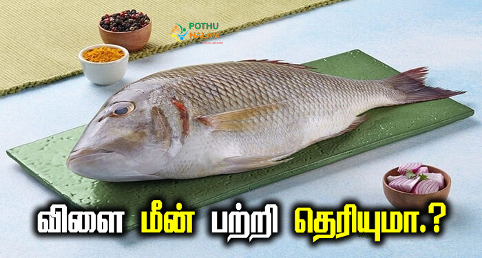 emperor fish in tamil