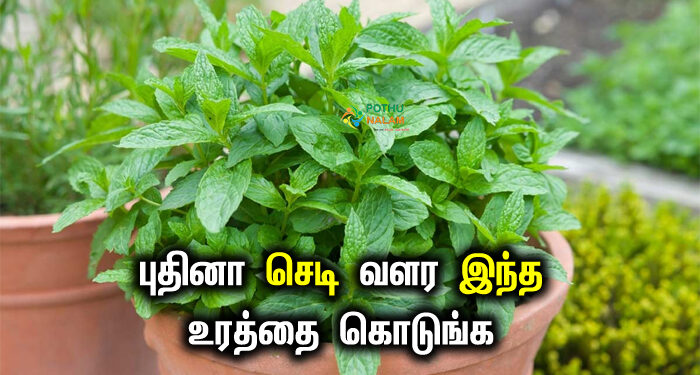 mint plant care tips in tamil