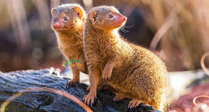 mongoose animal in tamil