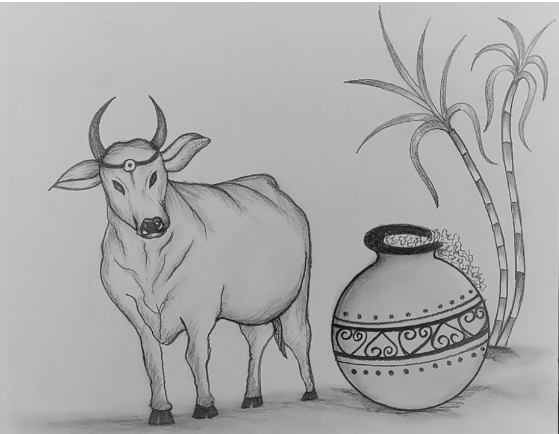 pongal cow drawing images