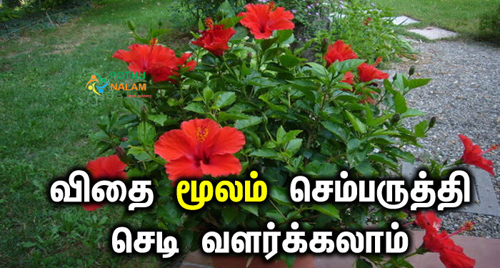 how to plant hibiscus from seeds in tamil