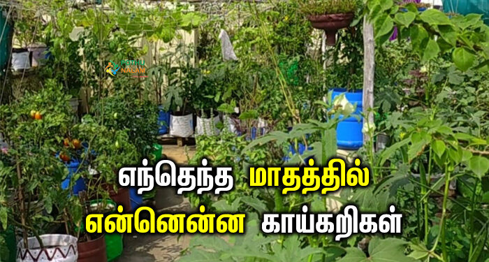 what vegetables grow in a month in tamil