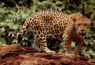 Jaguar in tamil images