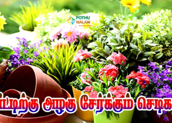 Indoor Plants For Home in Tamil